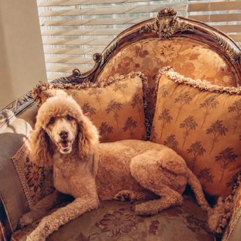 Pets In Style Grooming - Classic Poodle cut on our Goldendoodle Louise - Pet Groomers Near Me - Lancaster, California