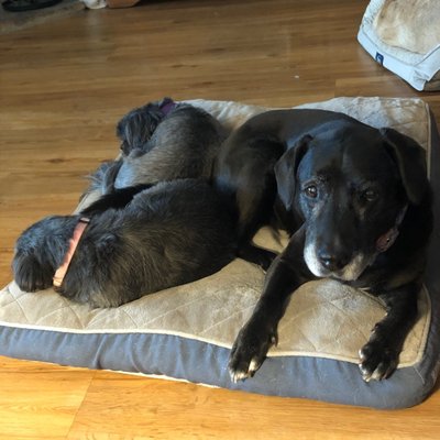 Almost Home Foundation 26 Photos 48 Reviews Animal Shelters 1800 E Irving Park Rd Schaumburg Il Phone Number