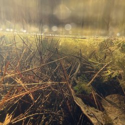 Sope Creek - Water