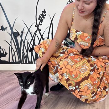 Cat Cafe Maui - Pet Adoption Near Me - Kahului, Hawaii