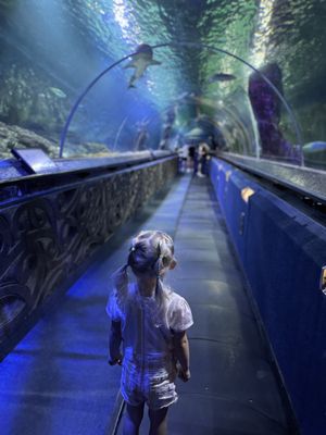 SEA LIFE Kelly Tarlton's Aquarium by null
