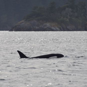 Maya’s Legacy Whale Watching - Whales - Whale Watching Tours Near Me - Friday Harbor, Washington Maya’s Legacy Whale Watching - Whales - Whale Watching Tours Near Me - Friday Harbor, Washington