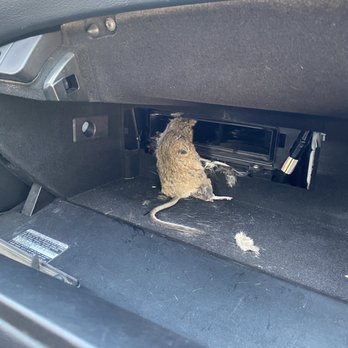 Leo Carrillo State Park - Rodent problems at the park!!! When I came home this was in my air vent! I had to pull it out disgusting! Park has them everywhere! 4 in RV - Parks Near Me - Malibu, California Leo Carrillo State Park - Rodent problems at the park!!! When I came home this was in my air vent! I had to pull it out disgusting! Park has them everywhere! 4 in RV - Parks Near Me - Malibu, California