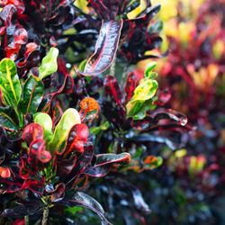 Let's Grow Nursery