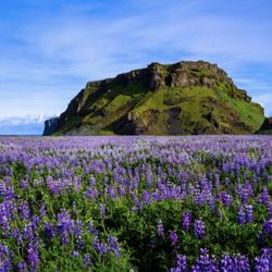 Lauren Ward-Selinger, ND - Wildflower Natural Medicine
