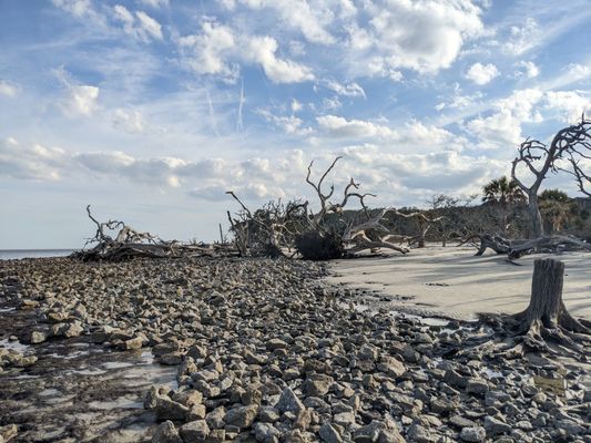 Driftwood Beach by null