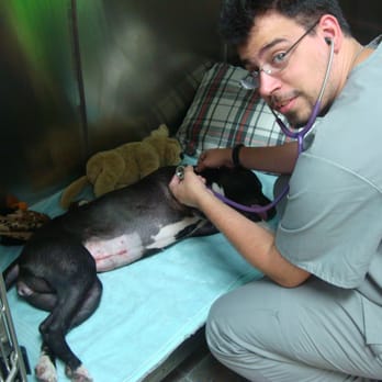 Pawsitive Veterinary - Our veterinary technician checking in on a post-op patient. - Pet Services Near Me - Brooklyn, New York