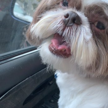 Ziggys Pet Grooming - Princess fresh hair cut! - Pet Groomers Near Me - San Rafael, California Ziggys Pet Grooming - Princess fresh hair cut! - Pet Groomers Near Me - San Rafael, California