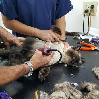 Louie's Professional Grooming - Pet Groomers Near Me - Hollywood, Florida Louie's Professional Grooming - Pet Groomers Near Me - Hollywood, Florida