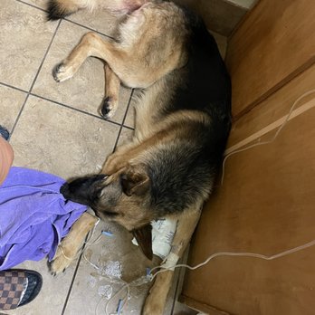 Total Dog - Blood was too thick to run tests from no hydration! - Pet Training Near Me - Austin, Texas Total Dog - Blood was too thick to run tests from no hydration! - Pet Training Near Me - Austin, Texas