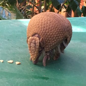 Wildlife Learning Center - Tippy the Armadillo - Zoos Near Me - Sylmar, California