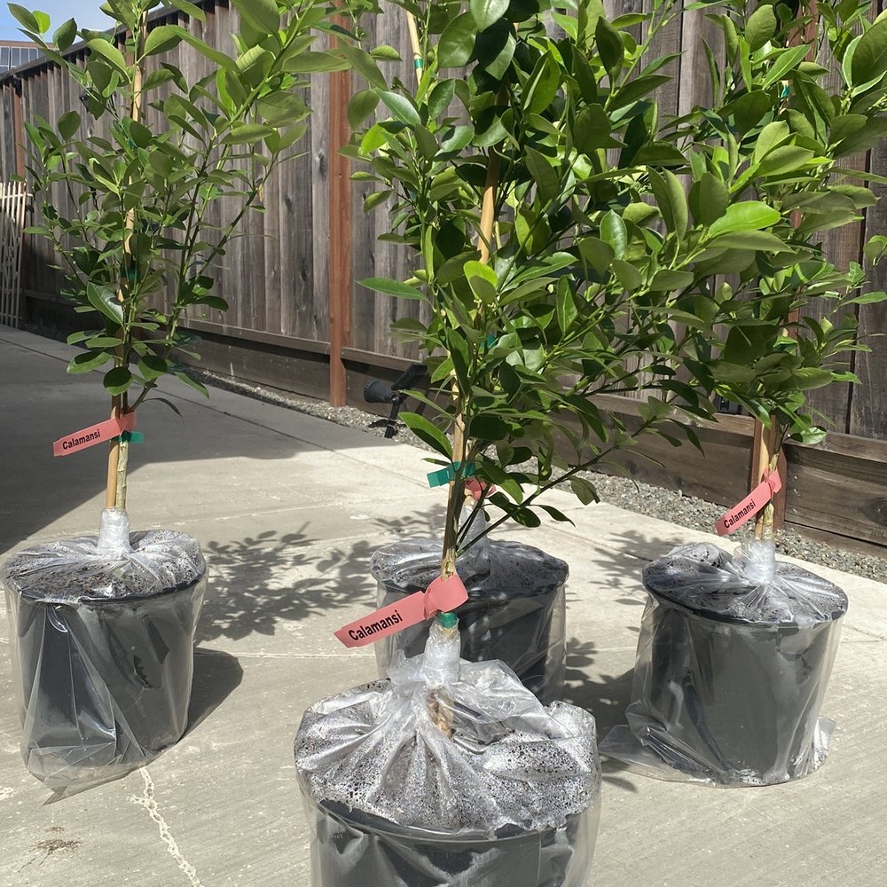 Four Winds Growers - Premium Size Calamondin/ Calamansi Semi-Dwarf Trees - Nurseries & Gardening Near Me - Watsonville, California Four Winds Growers - Premium Size Calamondin/ Calamansi Semi-Dwarf Trees - Nurseries & Gardening Near Me - Watsonville, California