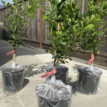 Four Winds Growers - Premium Size Calamondin/ Calamansi Semi-Dwarf Trees - Nurseries & Gardening Near Me - Watsonville, California Four Winds Growers - Premium Size Calamondin/ Calamansi Semi-Dwarf Trees - Nurseries & Gardening Near Me - Watsonville, California