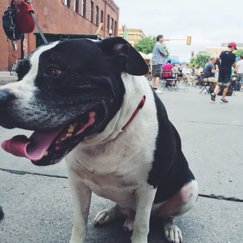 Red River Market - Rykar the American Bulldog enjoying the market - Farmers Market Near Me - Fargo, North Dakota Red River Market - Rykar the American Bulldog enjoying the market - Farmers Market Near Me - Fargo, North Dakota