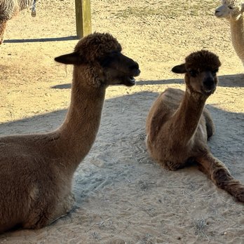 Island Alpaca - Mom and babay - Knitting Supplies Near Me - Oak Bluffs, Massachusetts Island Alpaca - Mom and babay - Knitting Supplies Near Me - Oak Bluffs, Massachusetts