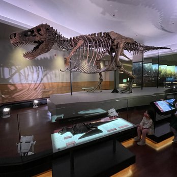 Field Museum - Sue the T-Rex - Museums Near Me - Chicago, Illinois Field Museum - Sue the T-Rex - Museums Near Me - Chicago, Illinois