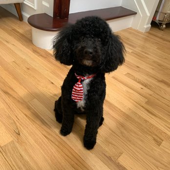 Kathi's My-T Fine Canine - Pet Groomers Near Me - Smithtown, New York Kathi's My-T Fine Canine - Pet Groomers Near Me - Smithtown, New York
