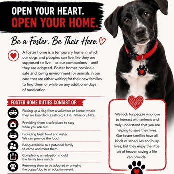 PawSafe Animal Rescue - Foster and save a life! - Pet Adoption Near Me - Eastford, Connecticut PawSafe Animal Rescue - Foster and save a life! - Pet Adoption Near Me - Eastford, Connecticut