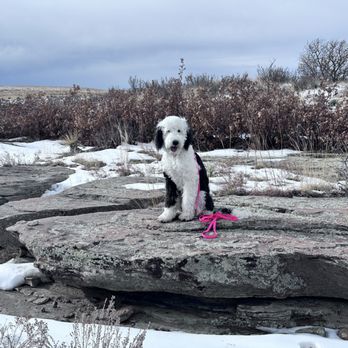 Sit Means Sit Dog Training Aurora-Parker - Pet Training Near Me - Lone Tree, Colorado Sit Means Sit Dog Training Aurora-Parker - Pet Training Near Me - Lone Tree, Colorado