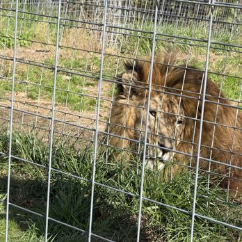 National Tiger Sanctuary - King of the Sanctuary - Community Service/Non-Profit Near Me - Saddlebrooke, Missouri
