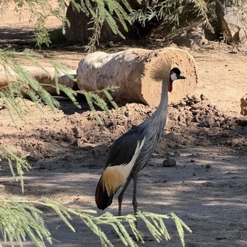 Reid Park Zoo - Zoos Near Me - Tucson, Arizona Reid Park Zoo - Zoos Near Me - Tucson, Arizona