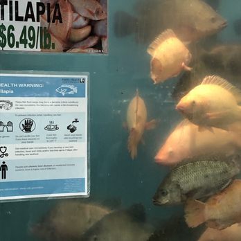 Uwajimaya - Live Tilapia - International Grocery Near Me - Seattle, Washington Uwajimaya - Live Tilapia - International Grocery Near Me - Seattle, Washington