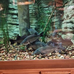 Cabela's
