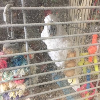 Q-pet - This is Powder' always greets you when you come in the store. - Pet Stores Near Me - Cypress, California Q-pet - This is Powder' always greets you when you come in the store. - Pet Stores Near Me - Cypress, California