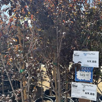 Star Nursery - The beautiful flowering plums are all over North Las Vegas. This is the place to pick one up! - Nurseries & Gardening Near Me - North Las Vegas, Nevada Star Nursery - The beautiful flowering plums are all over North Las Vegas. This is the place to pick one up! - Nurseries & Gardening Near Me - North Las Vegas, Nevada