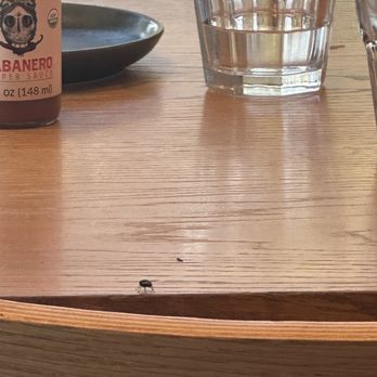 Parakeet Cafe - Carlsbad - Coffee & Tea Near Me - Carlsbad, California Parakeet Cafe - Carlsbad - Coffee & Tea Near Me - Carlsbad, California