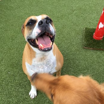 happy camper doggy daycare