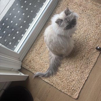 Oops Pet - My cat's poor tail after her "grooming" session. - Pet Groomers Near Me - Irvine, California Oops Pet - My cat's poor tail after her "grooming" session. - Pet Groomers Near Me - Irvine, California