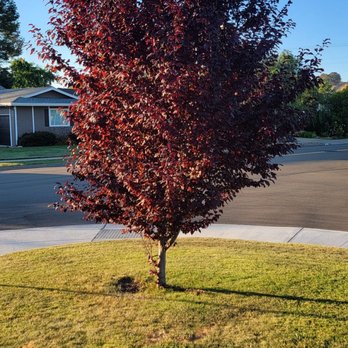Dominion Brush Clearing - Before - Lawn Services Near Me Dominion Brush Clearing - Before - Lawn Services Near Me