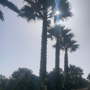 Felix's Landscaping & Tree Service - Our palm trees look wonderful again! - Landscaping Near Me - Petaluma, California