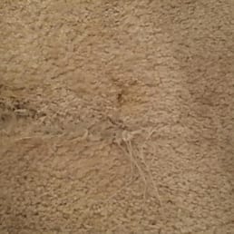 This is the carpet in my unit, it was like this when we moved in. This is the carpet in my unit, it was like this when we moved in.