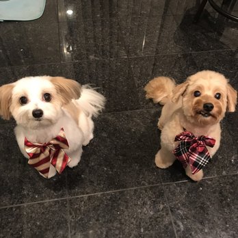 Perfect Pet Salon - The bows! - Pet Groomers Near Me - Concord, California Perfect Pet Salon - The bows! - Pet Groomers Near Me - Concord, California