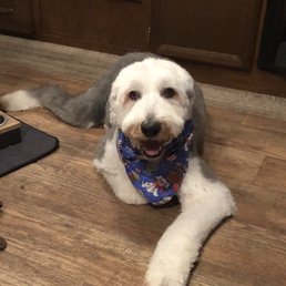 FurBaby FurBaby