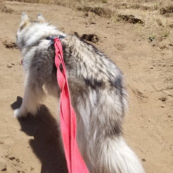 Petco - Side view of her long coat normally - Pet Stores Near Me - Northridge, California