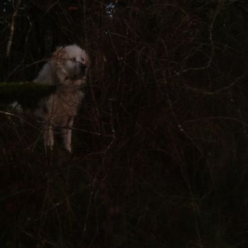 Pyle Pickers - Pet Waste Removal Near Me Pyle Pickers - Pet Waste Removal Near Me