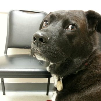 Baseline Animal Clinic - Veterinarians Near Me - Tempe, Arizona Baseline Animal Clinic - Veterinarians Near Me - Tempe, Arizona