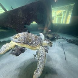 1 of the 3 sea turtles they have 1 of the 3 sea turtles they have
