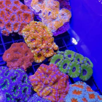 The Corner Reef - Aquarium Services Near Me - St. Louis, Missouri