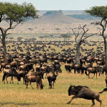 Sapphire Journeys - Safari - Travel Agents Near Me