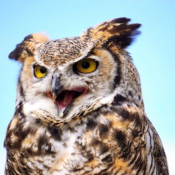 Grouse Mountain - Owl Interpretive Session: a 15 minute talk where you can meet an owl. Starts at 10:45 AM, 1:30 PM, and 6:30 PM. - Hiking Near Me - North Vancouver, British Columbia Grouse Mountain - Owl Interpretive Session: a 15 minute talk where you can meet an owl. Starts at 10:45 AM, 1:30 PM, and 6:30 PM. - Hiking Near Me - North Vancouver, British Columbia