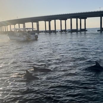 Destin Dolphin Cruise - Boat Tours Near Me - Destin, Florida