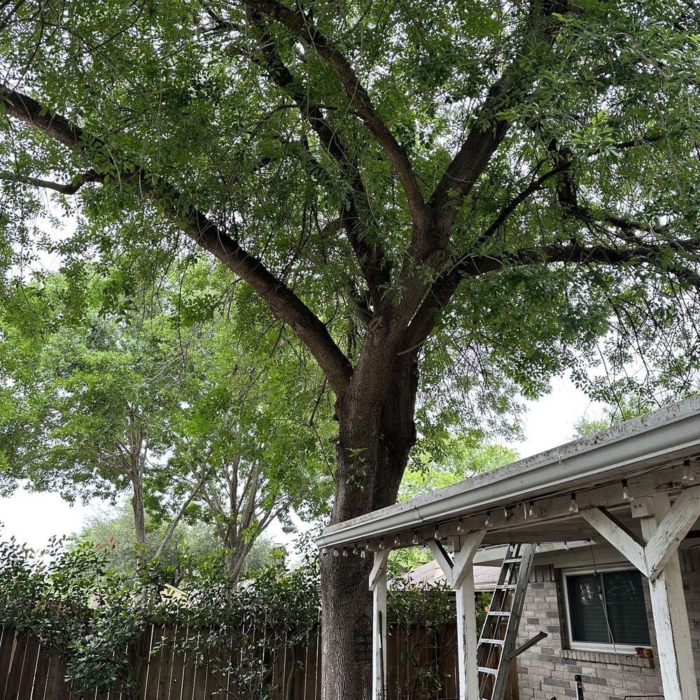 Before tree topping Before tree topping