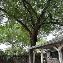 Before tree topping - A tall tree with lush green leaves stands in a backyard, with a wooden fence and a small patio area nearby.