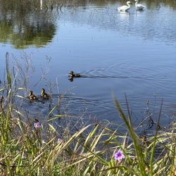 Madrona Marsh Preserve and Nature Center