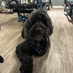 SPARK45 Fitness - Otis the shop dog