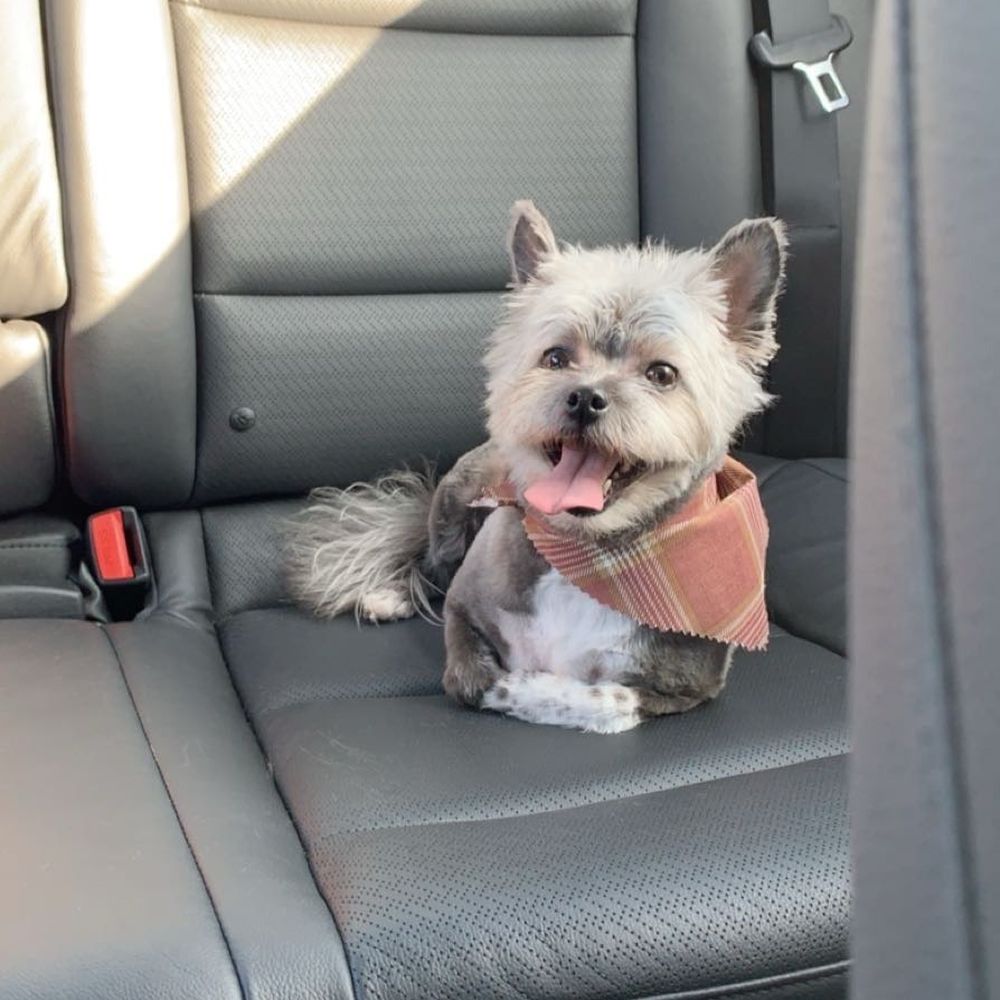 Barks & Bows Pet Spa - Pet Groomers Near Me - Chillicothe, Ohio